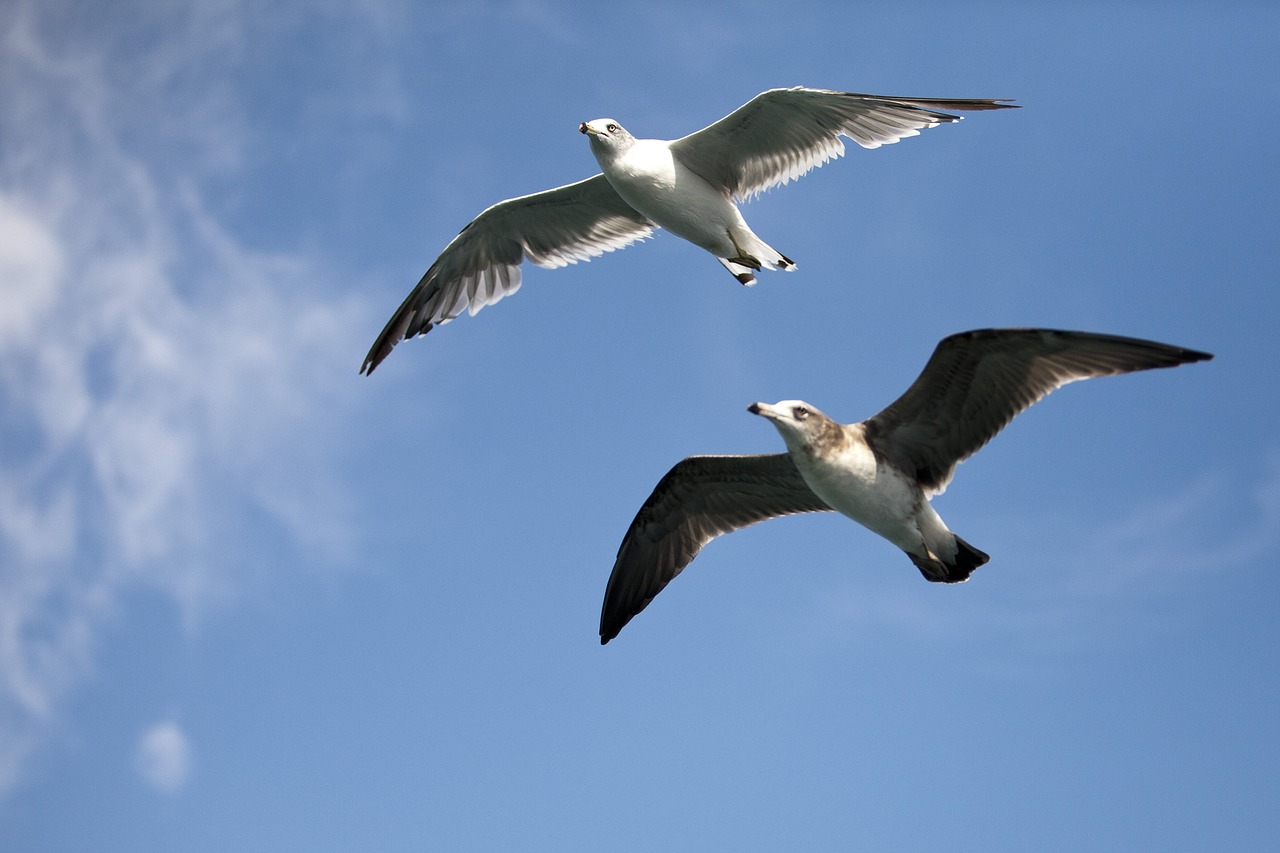 Image - seagull sea birds new birds