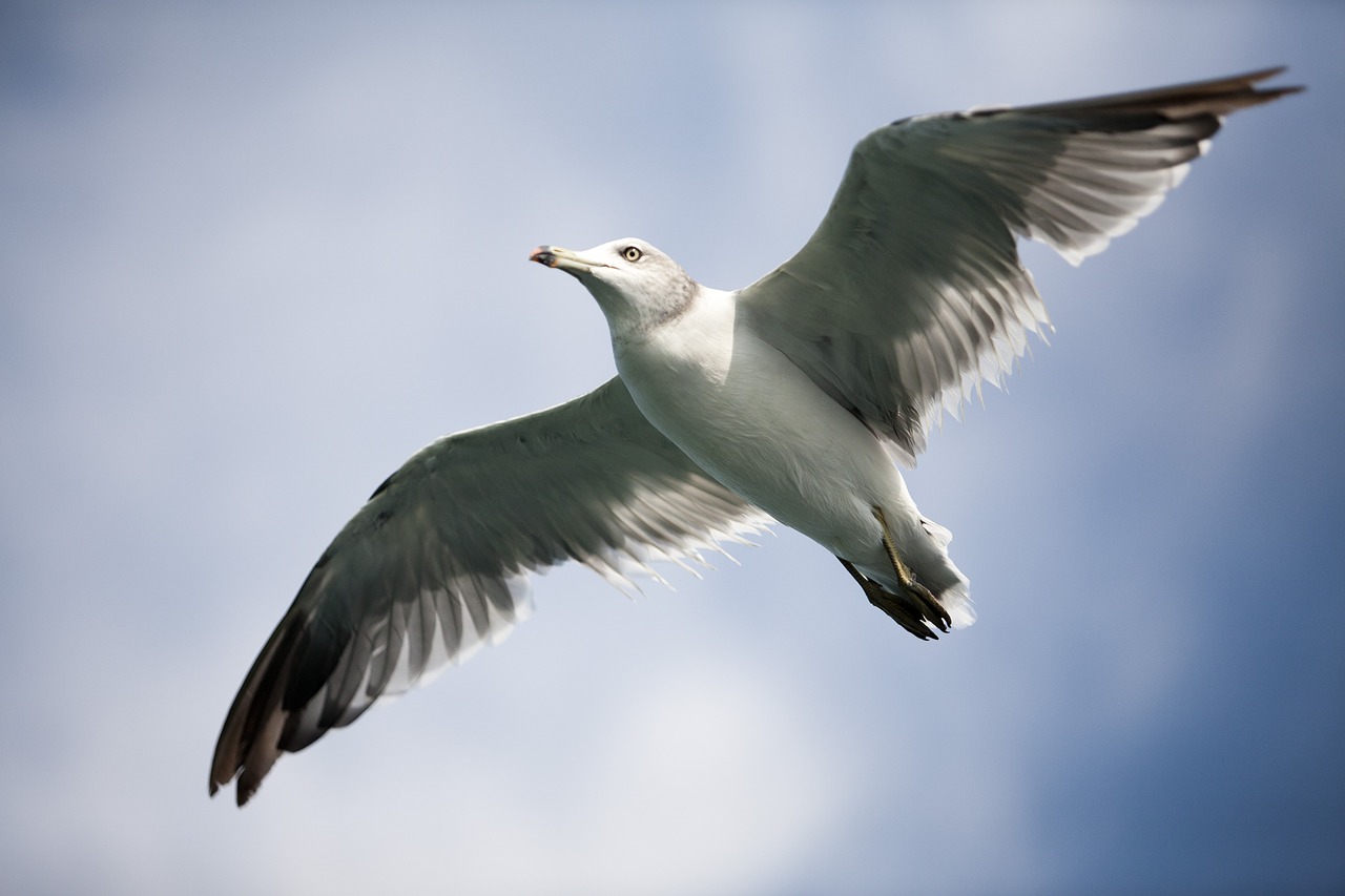 Image - seagull sea birds new birds