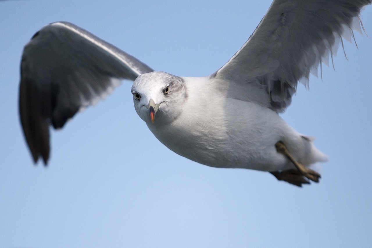 Image - seagull sea birds new birds