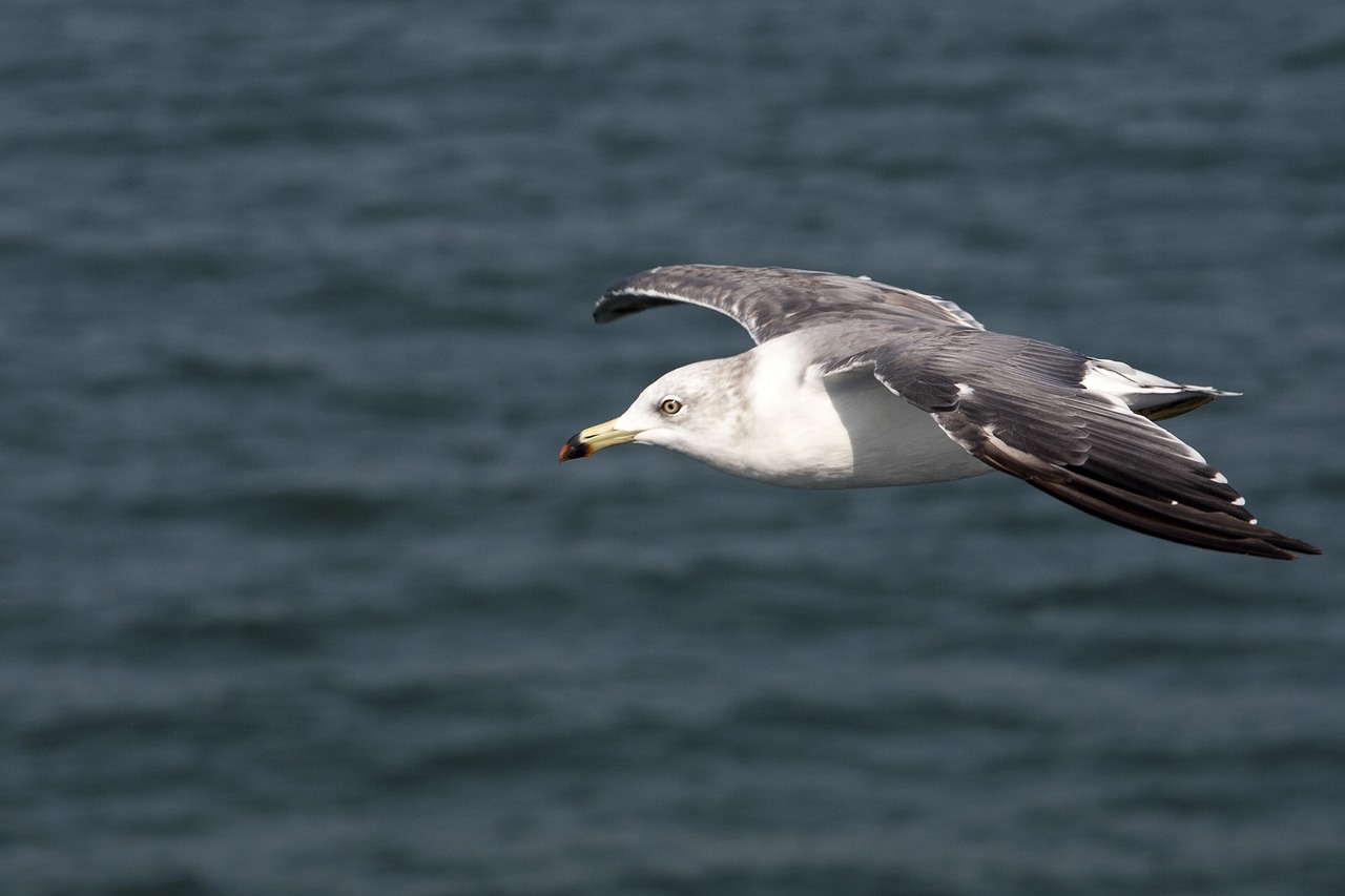 Image - seagull sea birds new birds