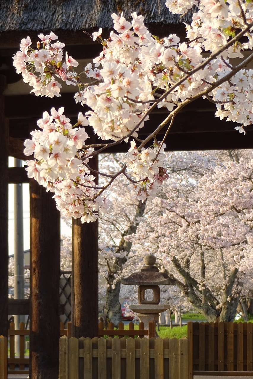 Image - cherry spring spring flowers shrine