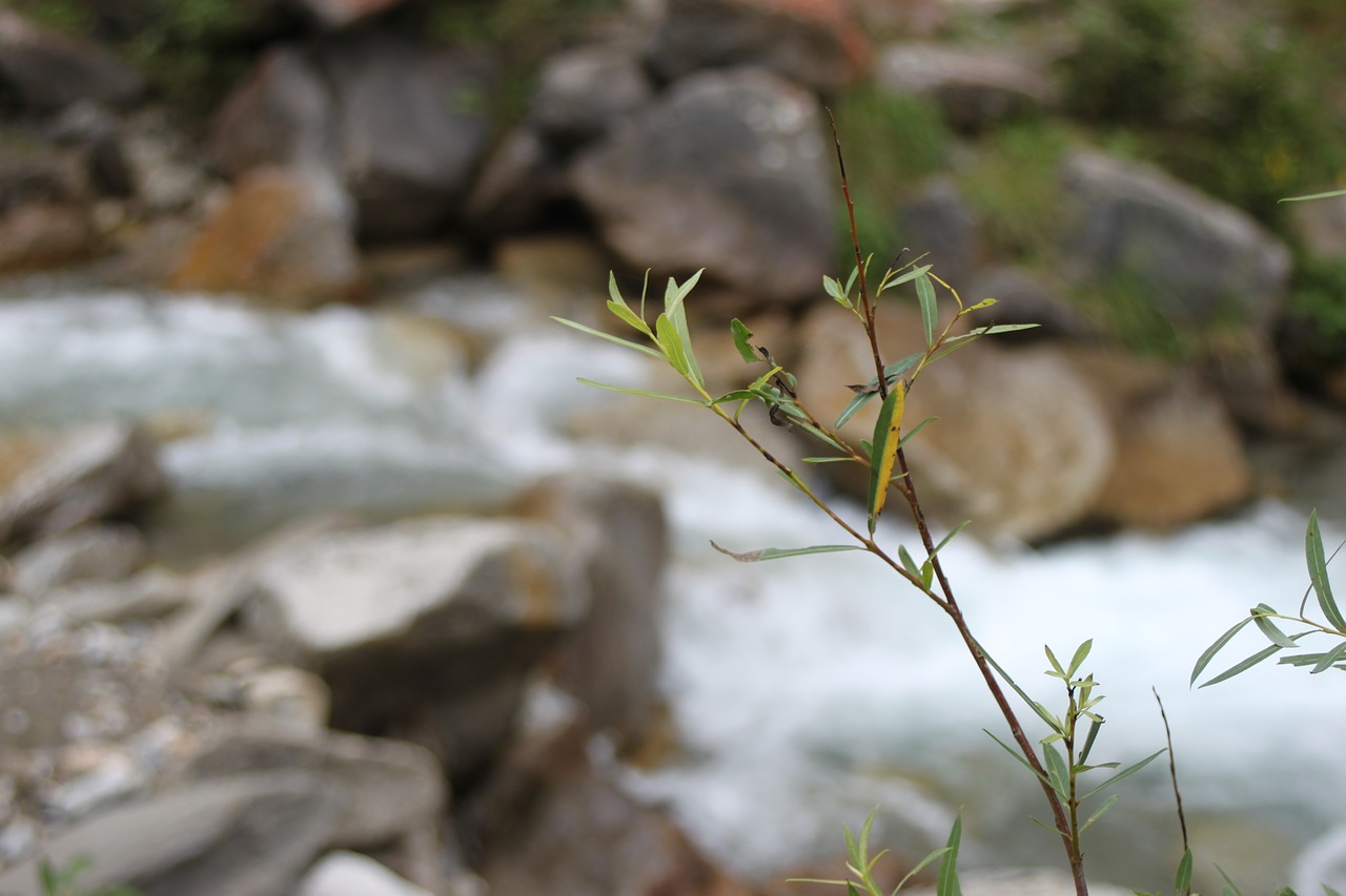 Image - water plant mountain branch