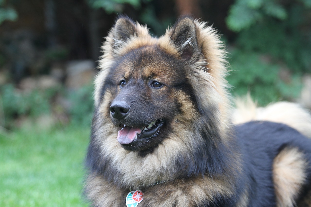 Image - eurasians dog pet dog breed