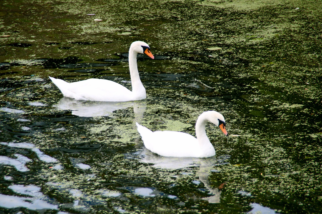 Image - holland dutch swan windmill nature