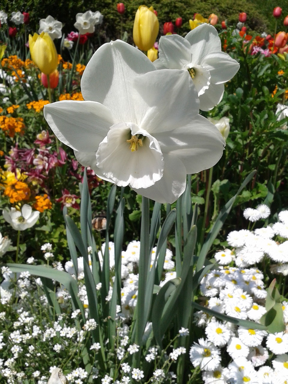 Image - narcissus white blossom bloom