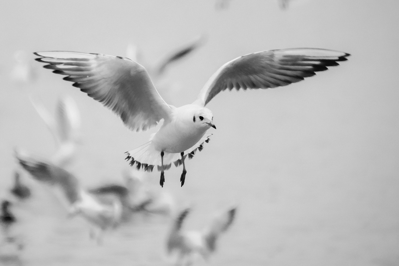 Image - seagull flight bird beach