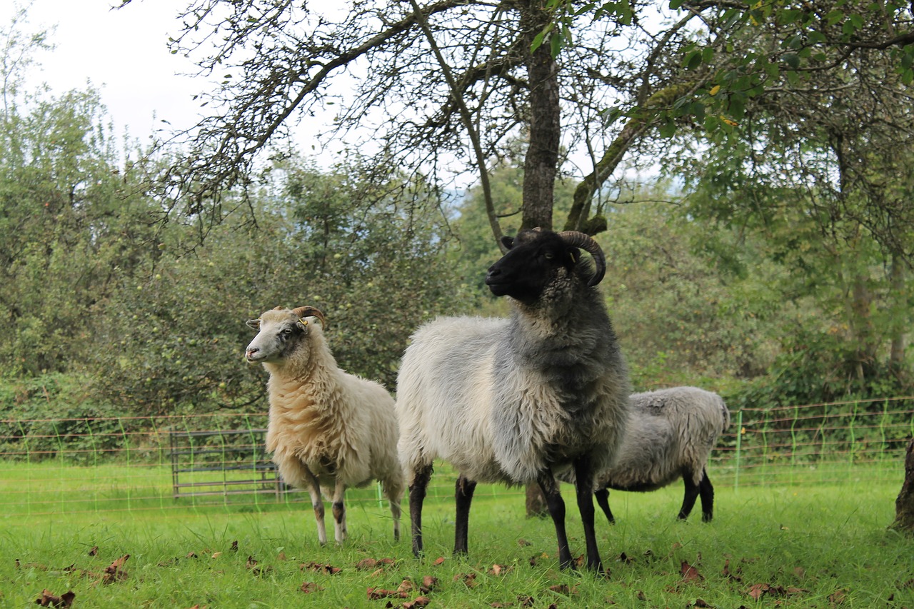 Image - heidschnucke sheep horns