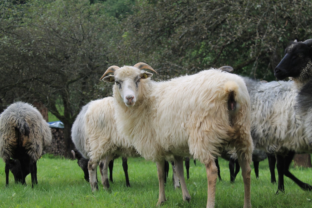 Image - heidschnucke sheep horns