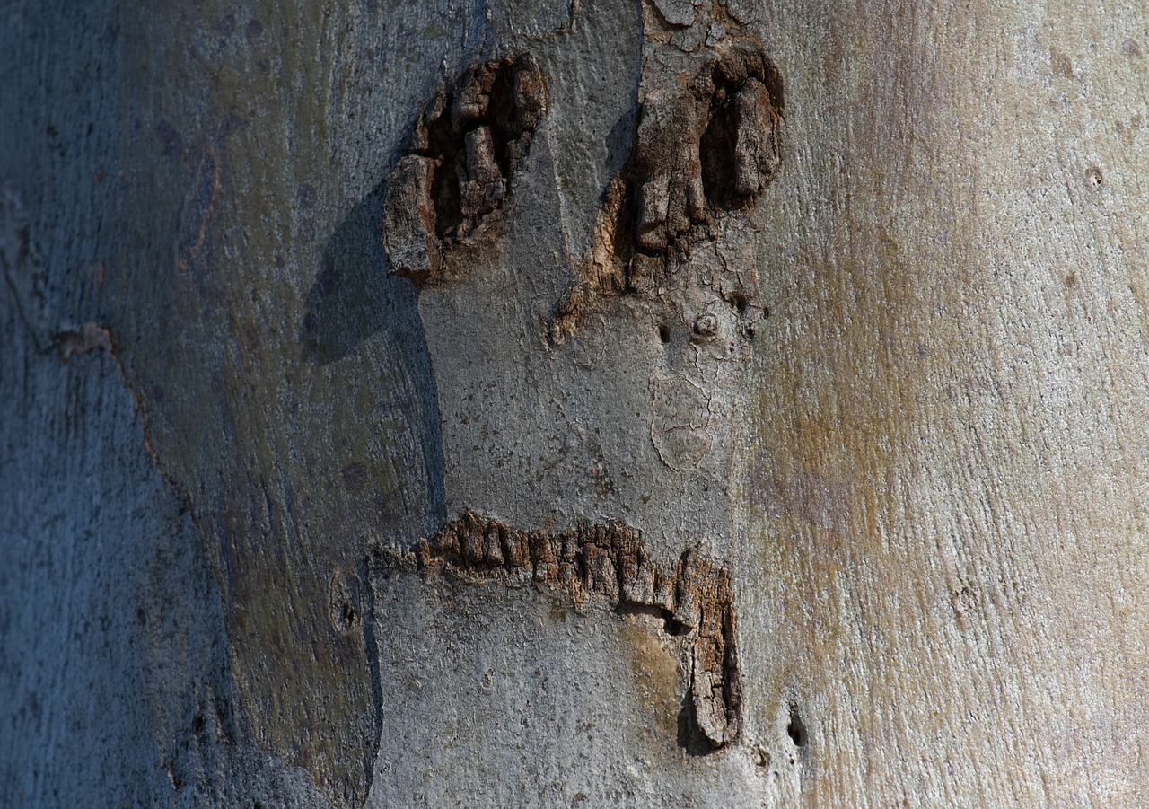 Image - face tree scary portrait nature