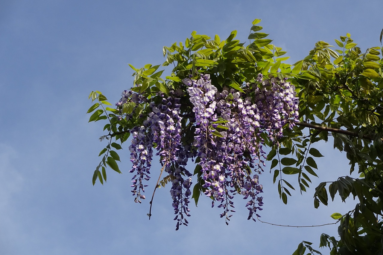 Image - flowers in the early summer