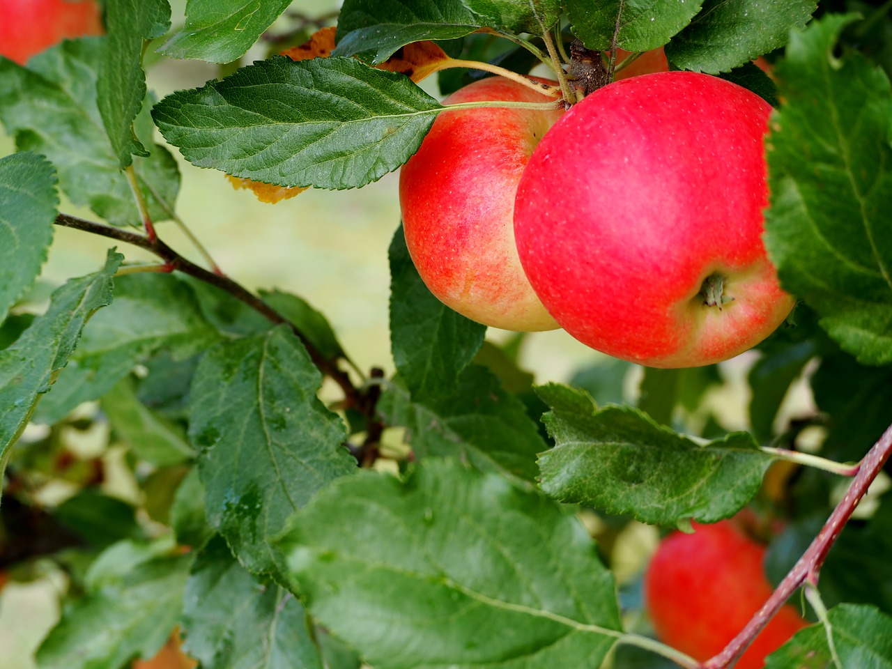 Image - apple ripe red fruit vitamins