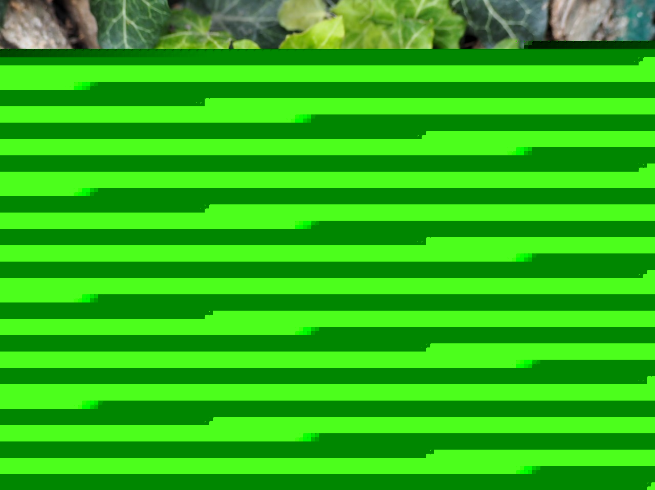 Image - ivy green climber leaves nature