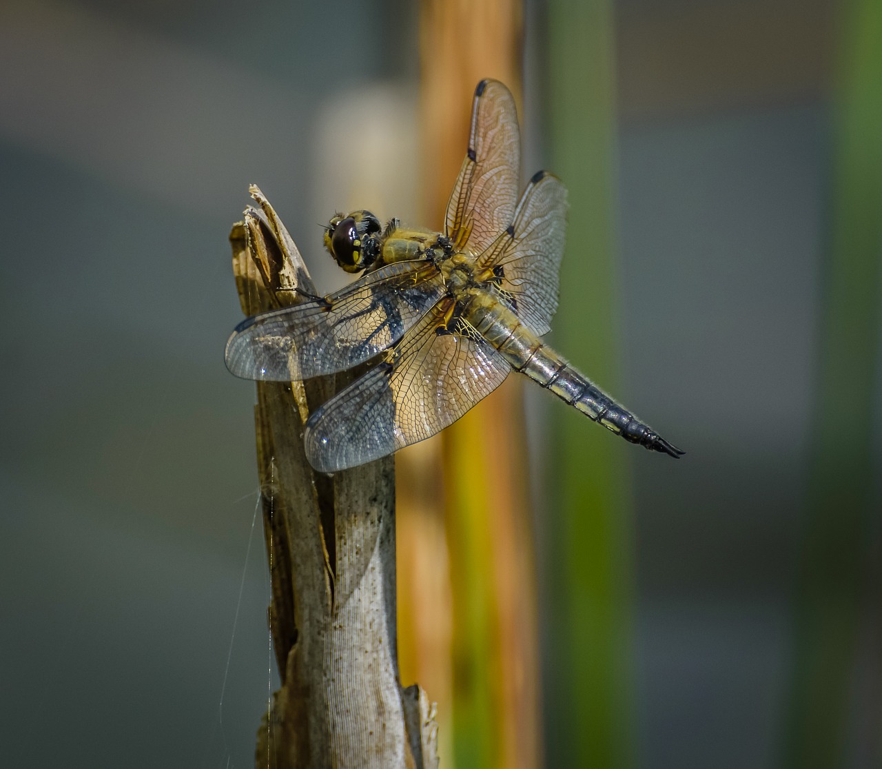 Image - dragonfly odonata fauna insect