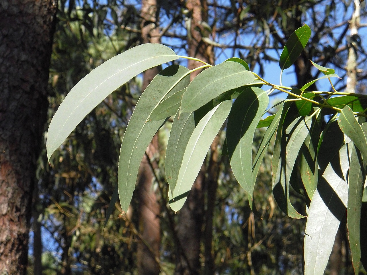 Image - eucalyptus leaf leaves tree trees