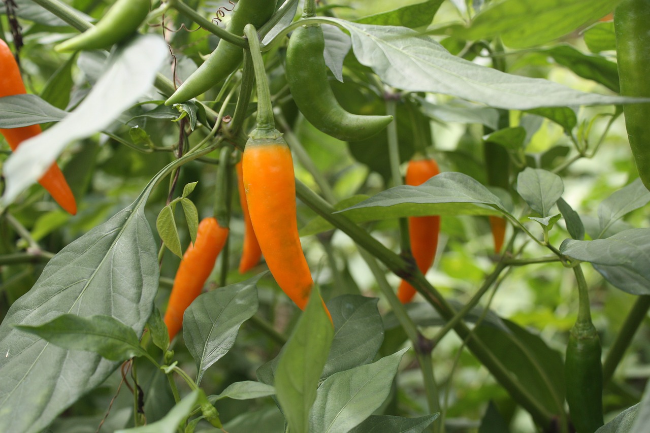 Image - chilli farm farmland savory yellow