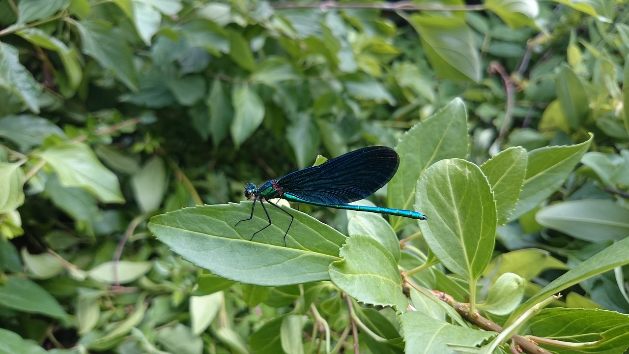 Image - dragonfly insect macro demoiselle