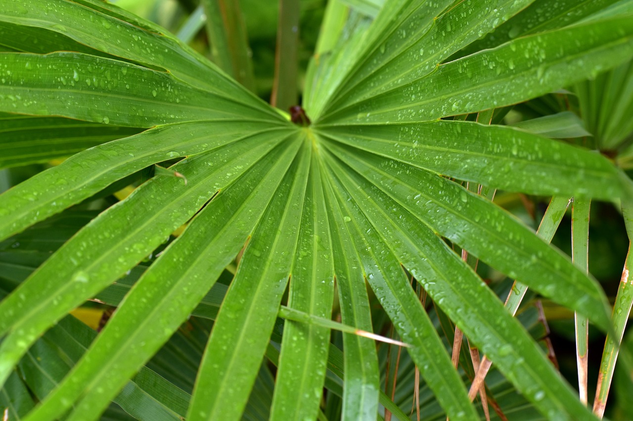 Image - jungle drum leaves radial rain drops