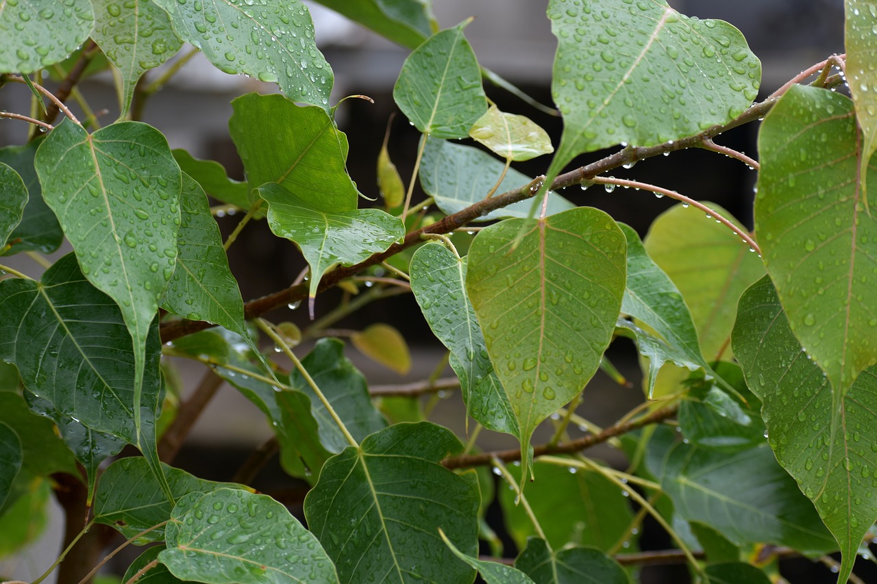 Image - pipal leaves raining rain drops