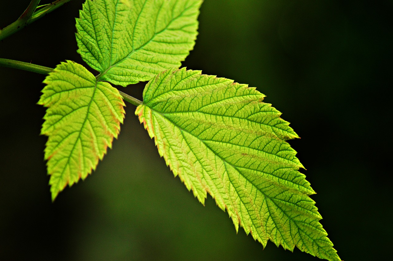 Image - raspberry raspberry bush foliage