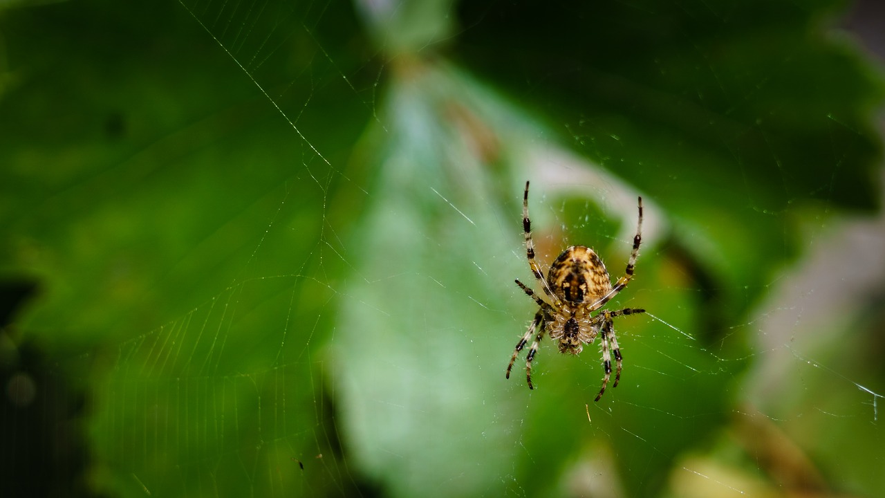 Image - spider network cobweb close