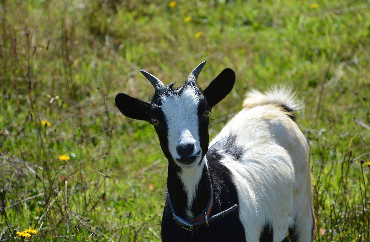 Image - dwarf goat portrait black white