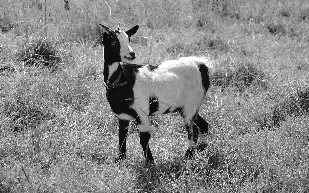 Image - goat photo black white nature