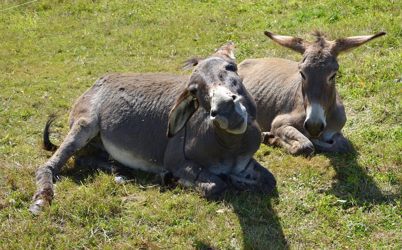 Image - donkeys donkeys sleep prairie field
