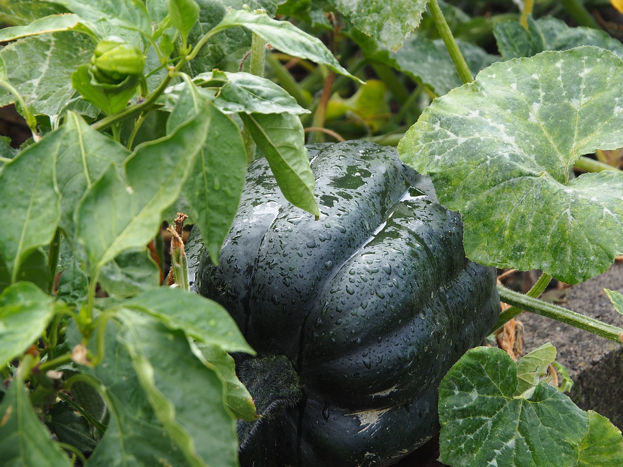 Image - pumpkin bio vegetables garden