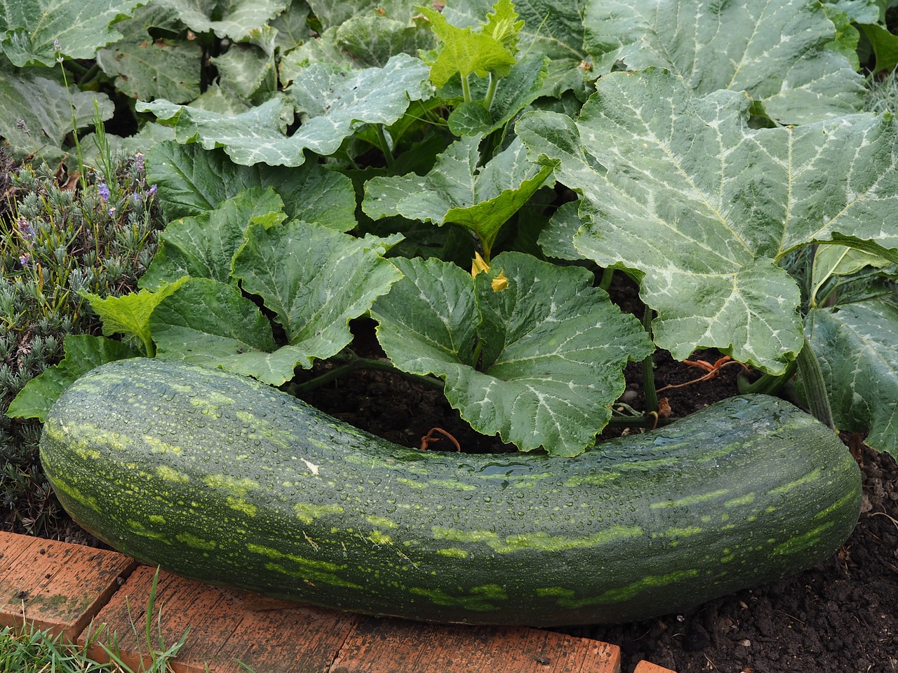 Image - pumpkin bio vegetables garden