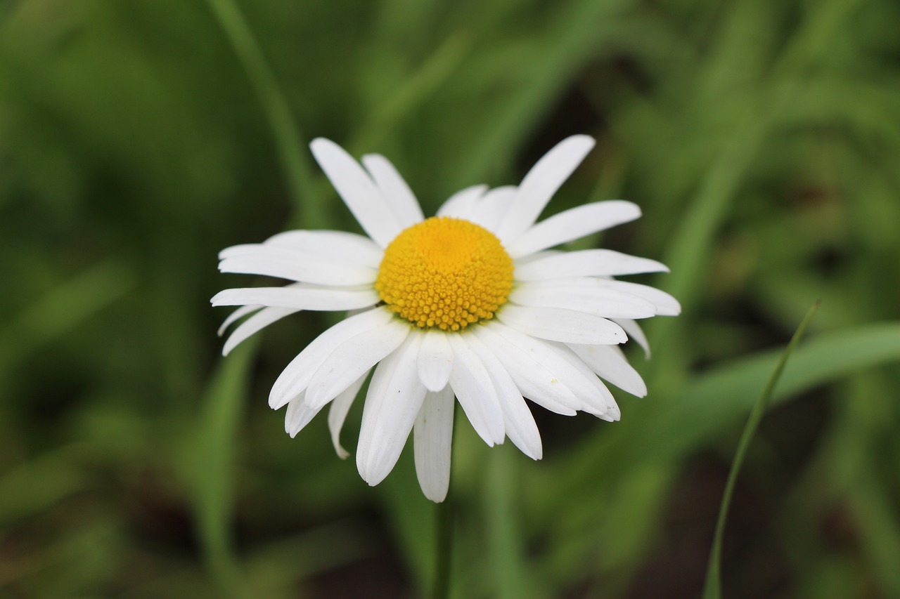 Image - chamomile plant edible nature