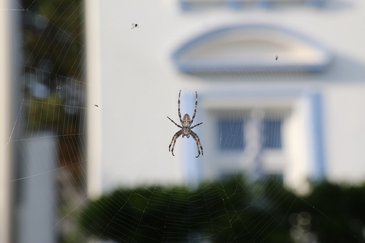 Image - spider weaving close cobweb insect