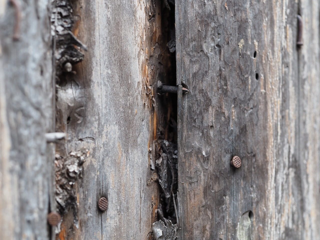 Image - wood nature structure old grays