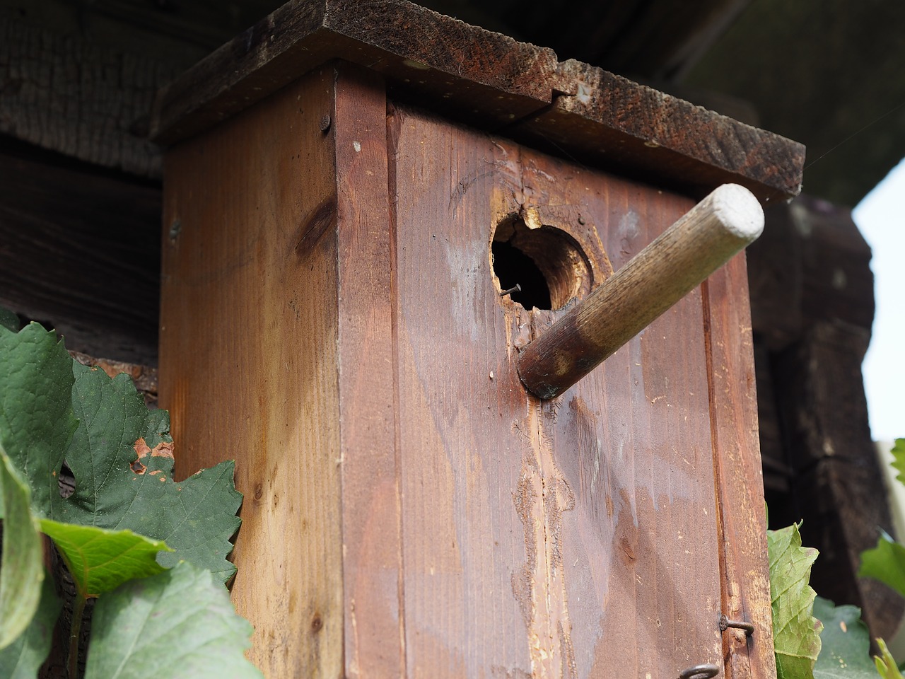 Image - aviary nesting box bird feeder tree