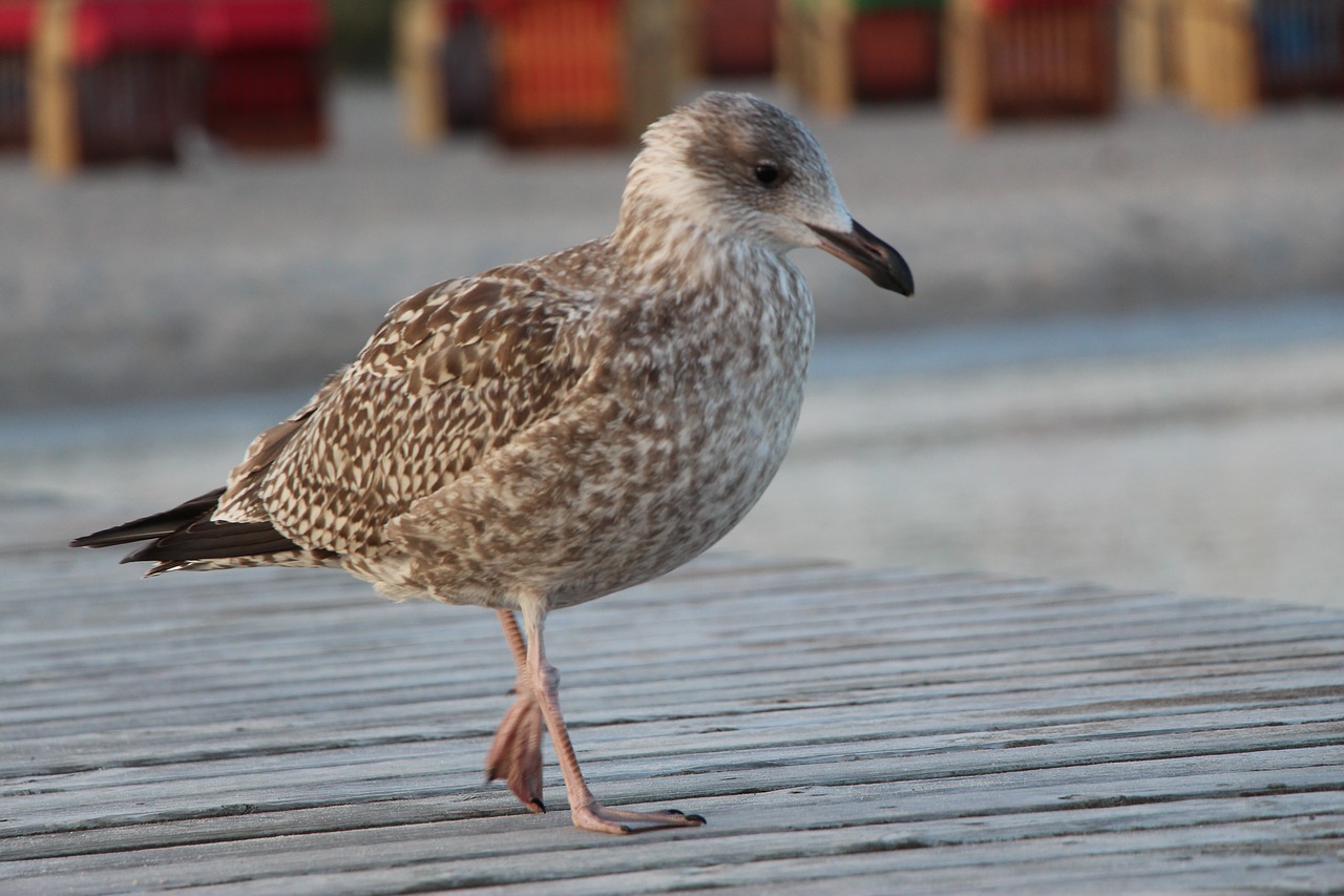 Image - seagull beach ocean bird north sea