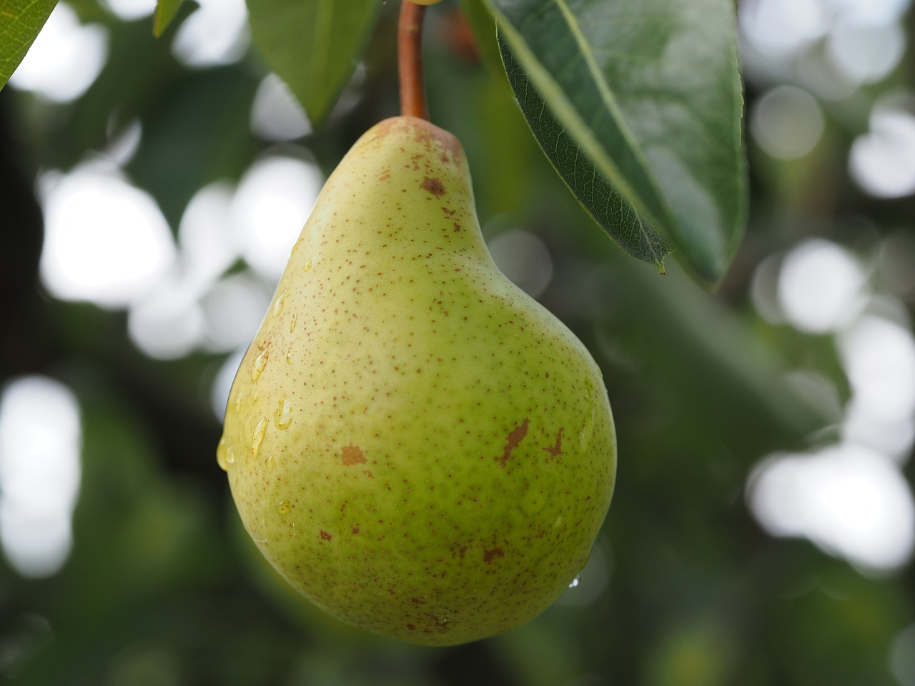 Image - pear fruit fruits ripe healthy