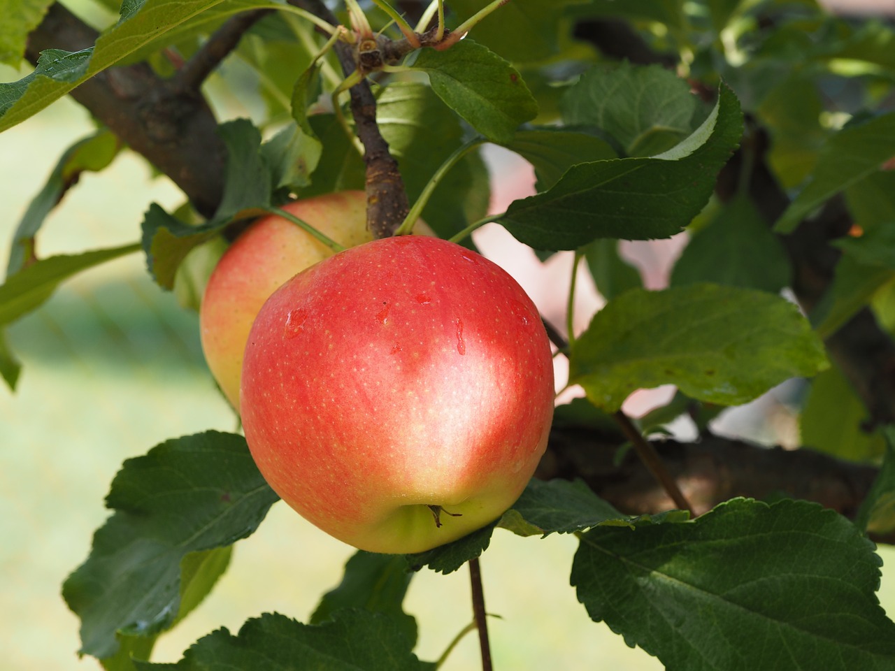 Image - apple bio harvest vegetables