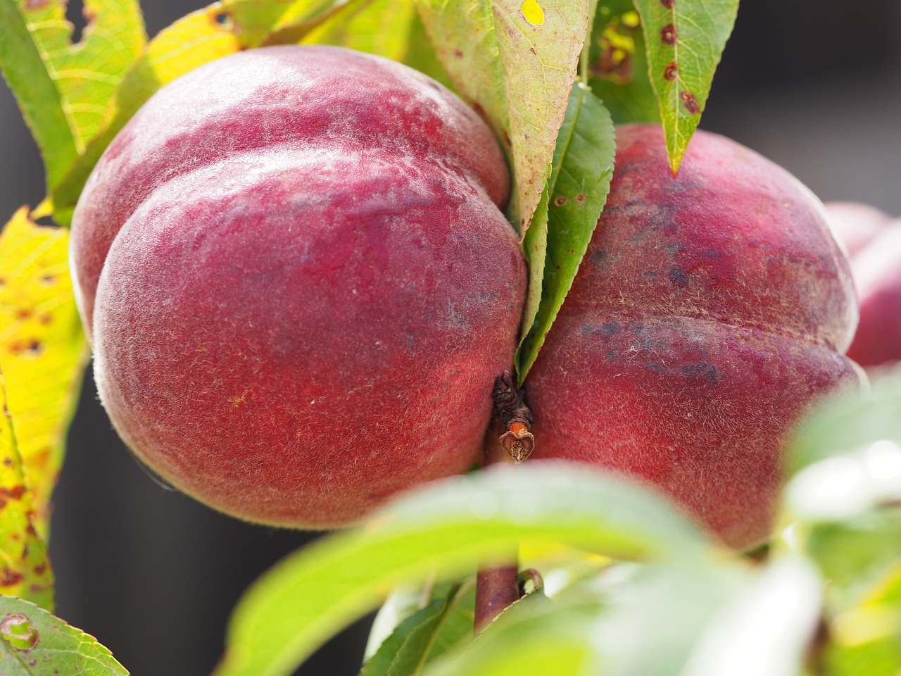 Image - peach bio harvest vegetables