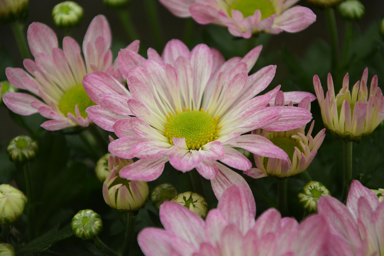 Image - pink flowers parterre massif