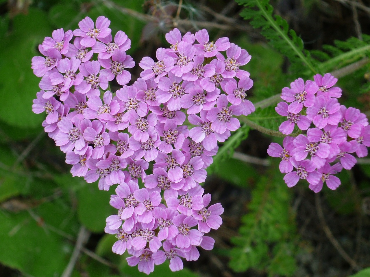 Image - flower grape stonecrop pink