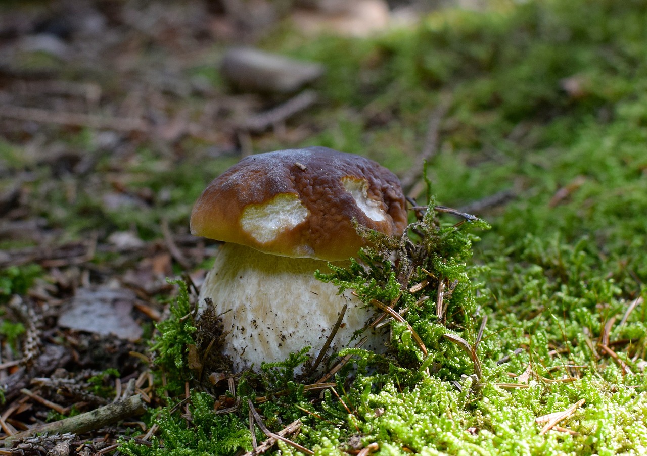 Image - mushroom cep noble rot forest