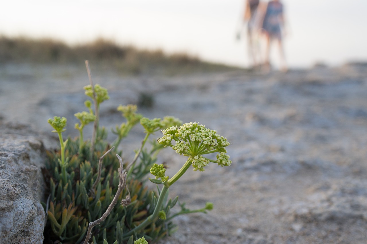 Image - holiday beach sunset plant sea