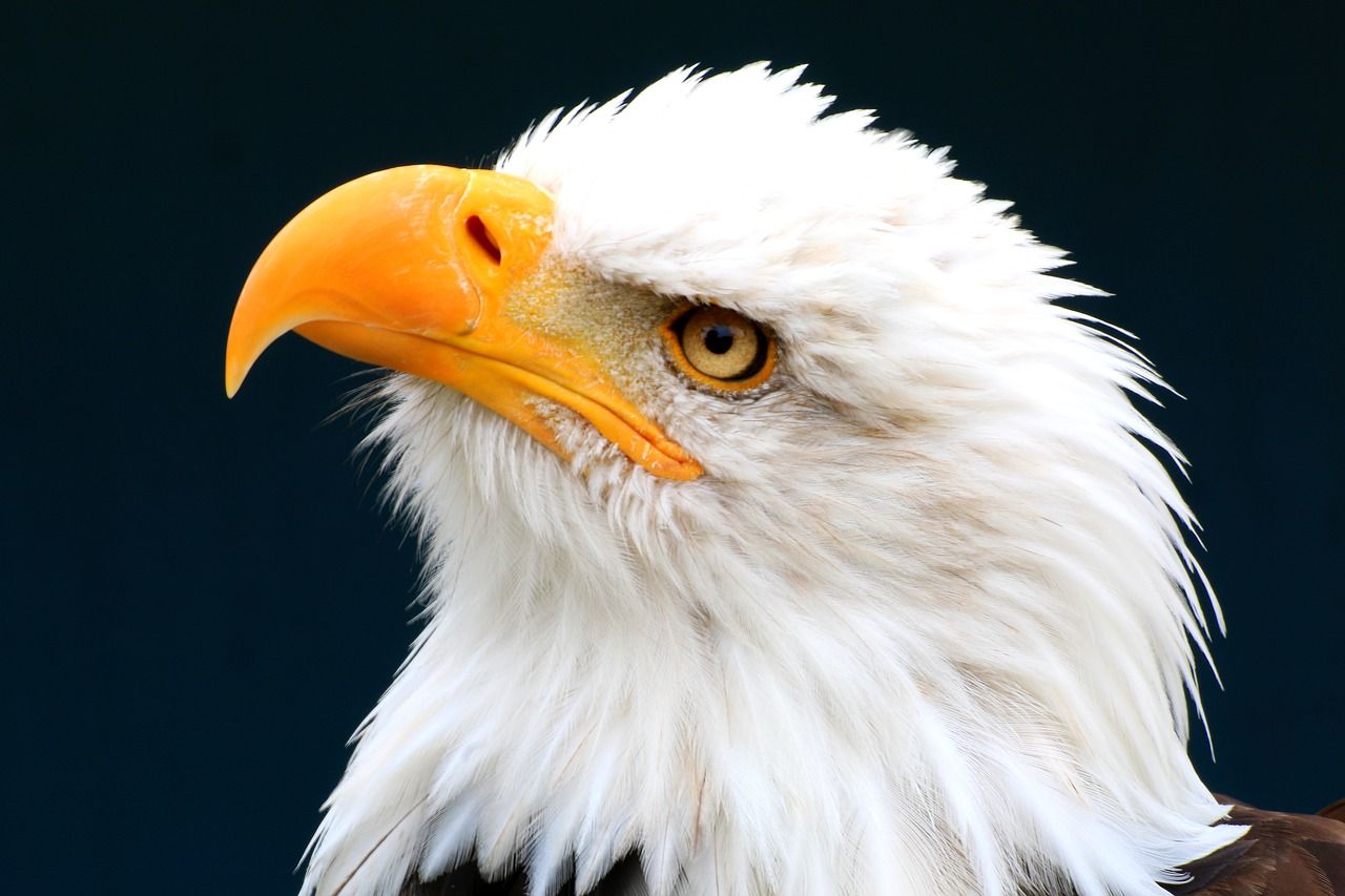 Image - white tailed eagle adler