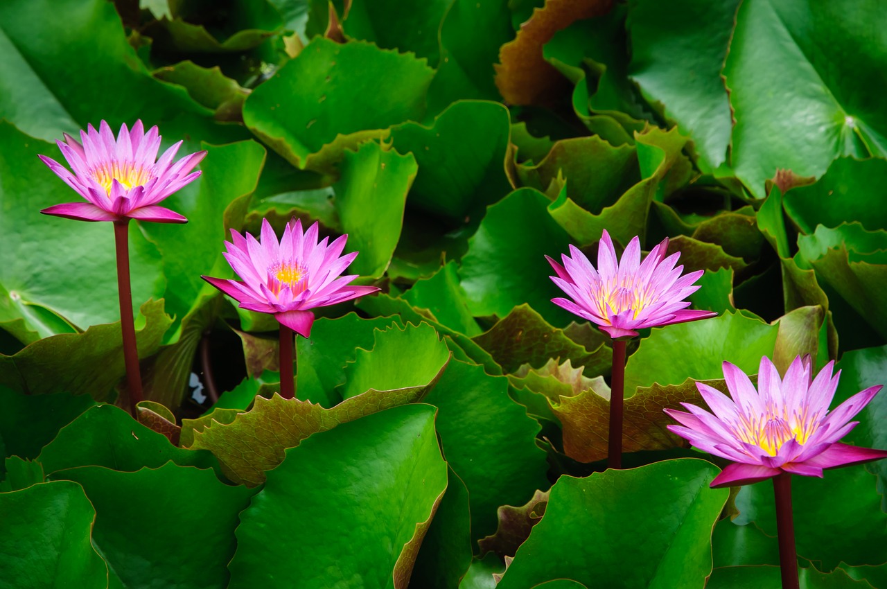 Image - lotus pink autumn leaves flowers