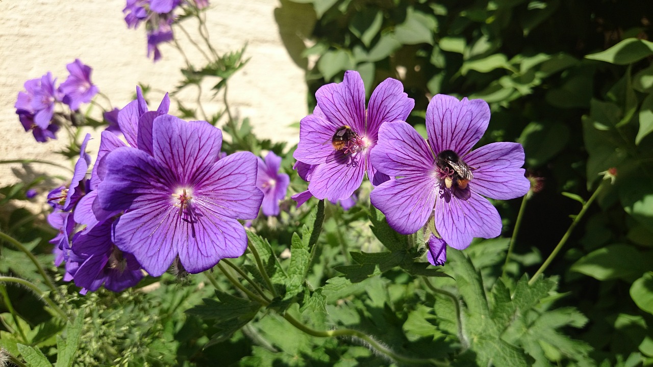 Image - flowers sprinkle blossom bloom