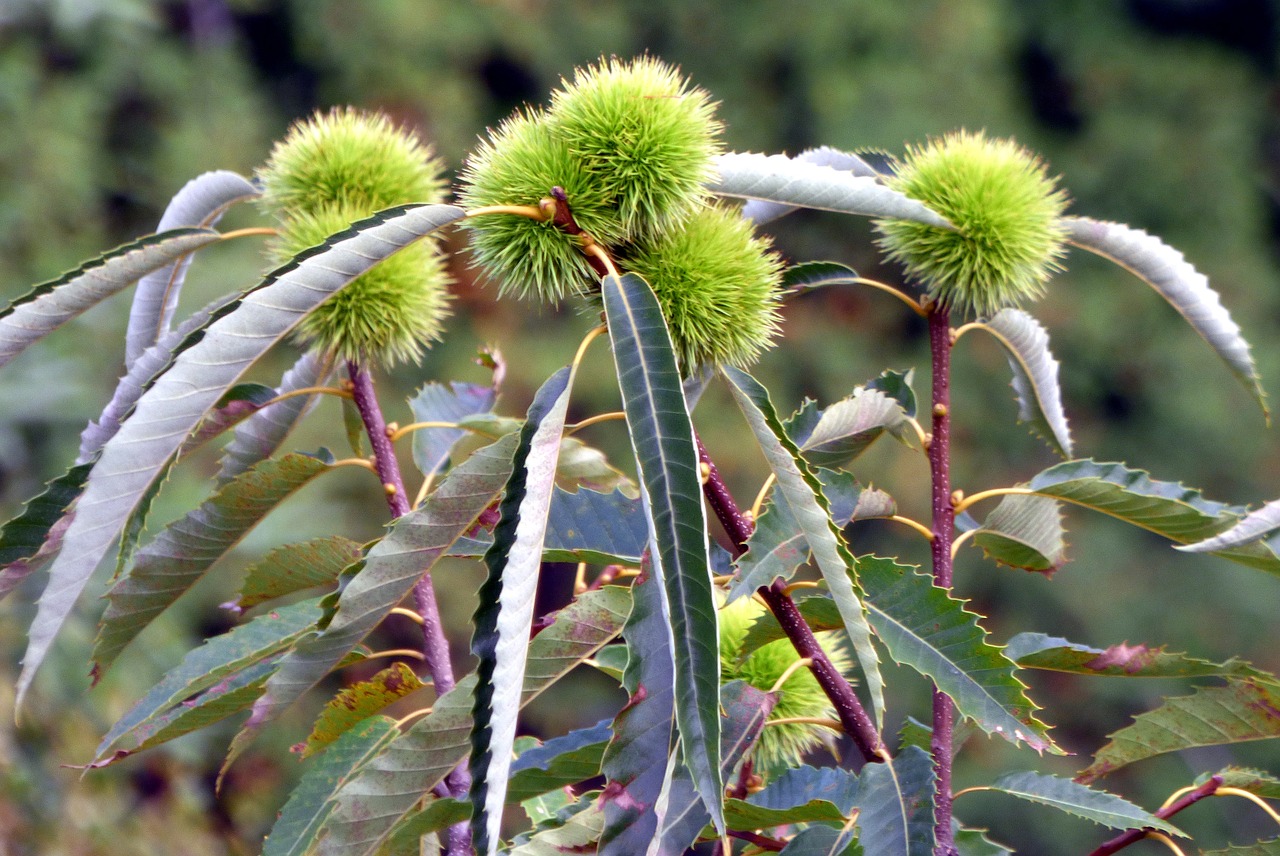 Image - forest alsace chestnuts france