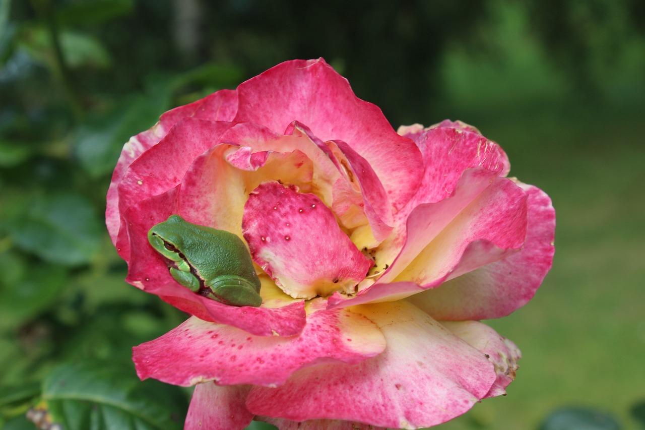 Image - tree frog rose apartment rose