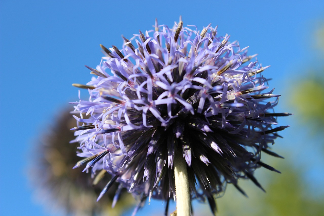 Image - flower star garden abstract