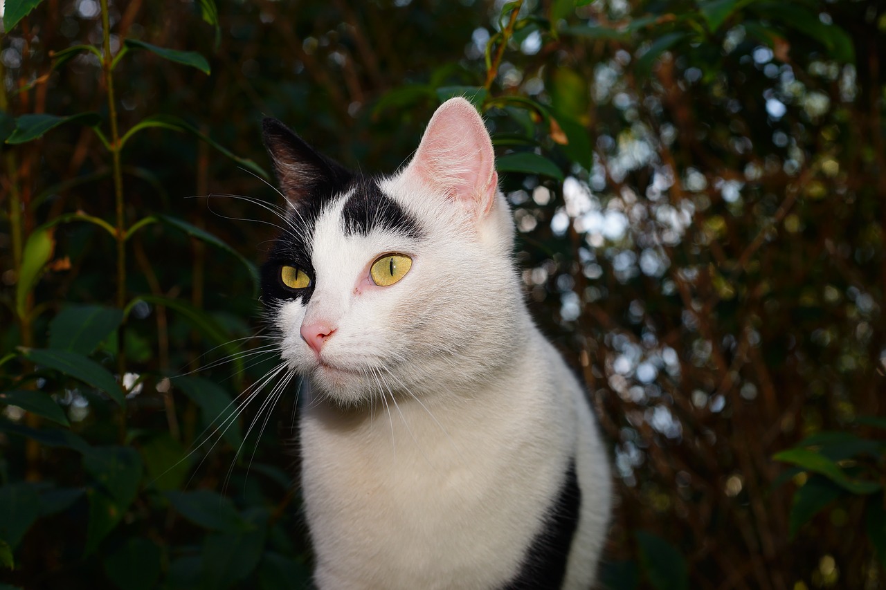 Image - cat female pet cat face sweet
