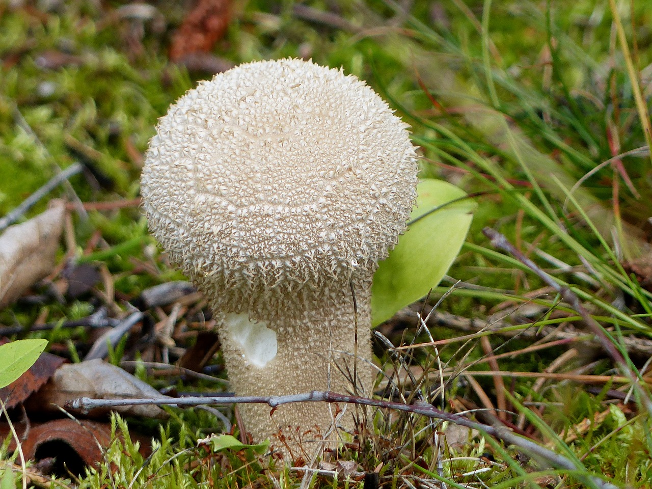 Image - mushroom white autumn garden grass