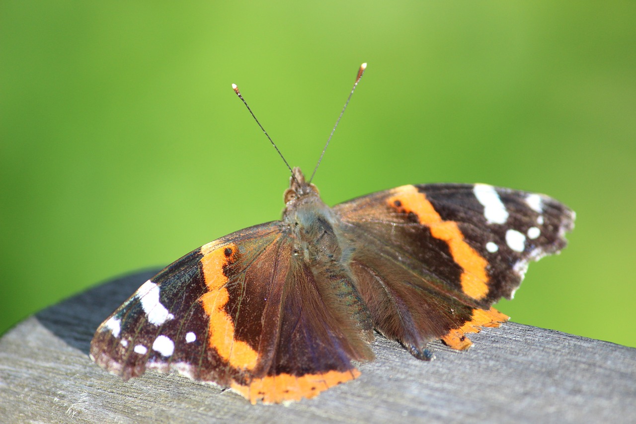 Image - butterfly sun brown bear insect